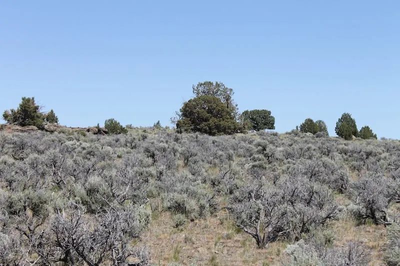 Decorative background for Moon Valley Ranch Tract 331 image 12
