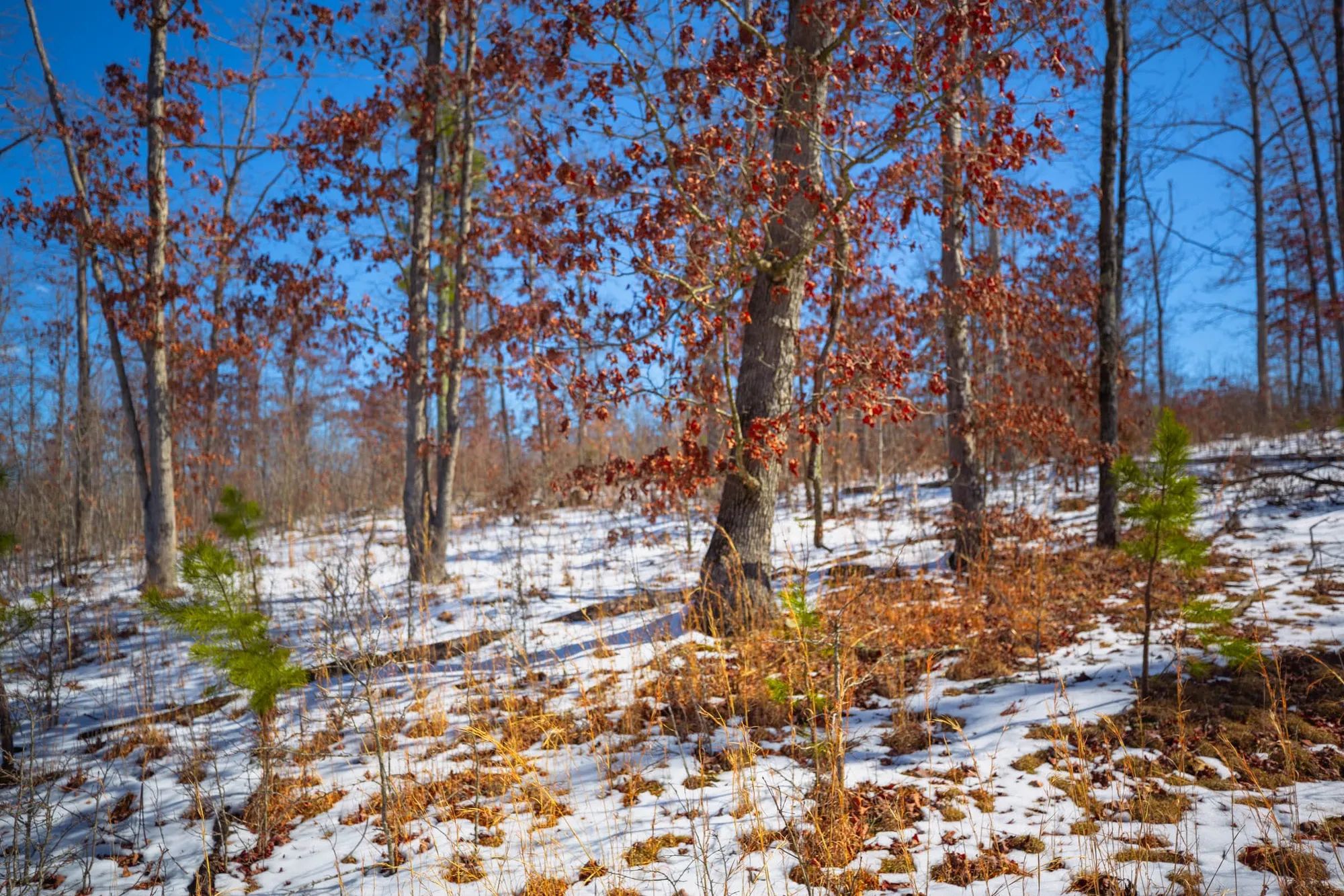 Sleepy Hollow Phase I Tract 26 in Texas County, MO