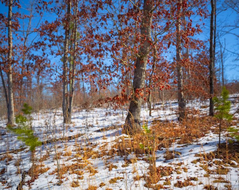 Sleepy Hollow Phase I Tract 26 in Texas County, MO