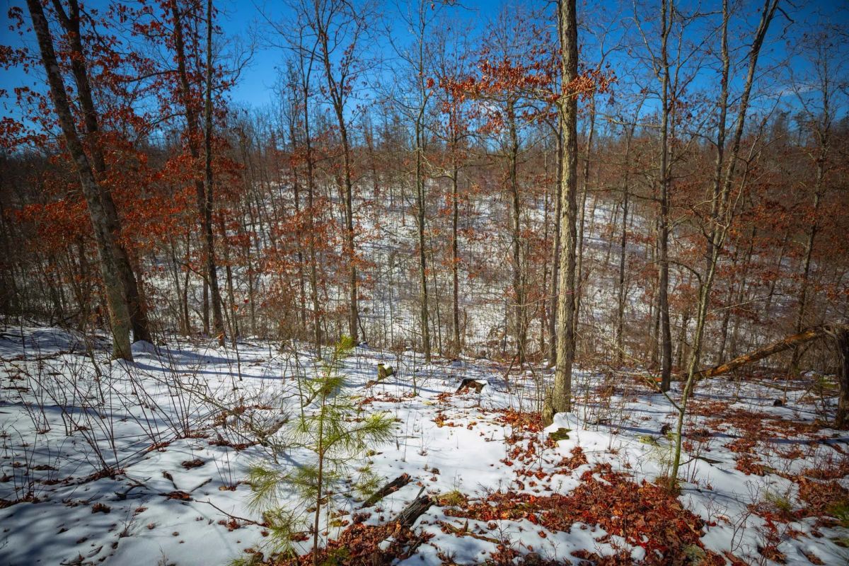 Decorative background for Sleepy Hollow Phase I Tract 26 image 5