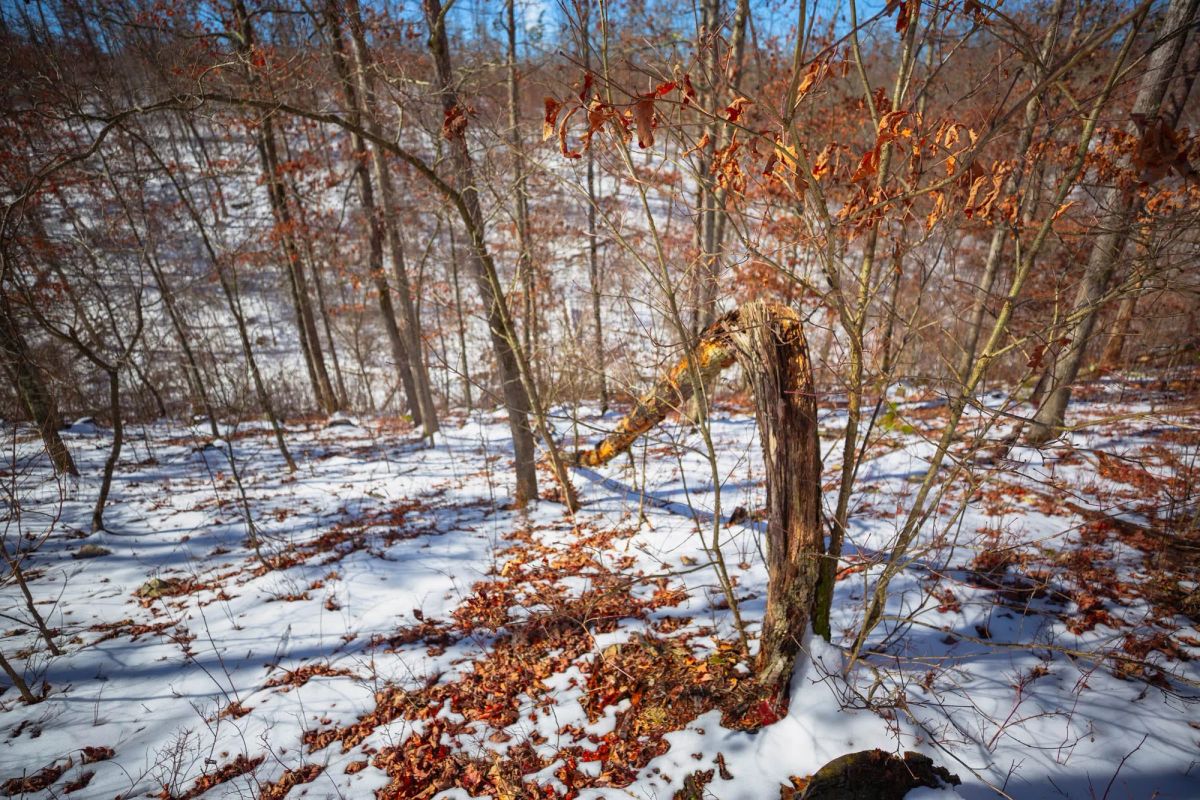 Decorative background for Sleepy Hollow Phase I Tract 26 image 6