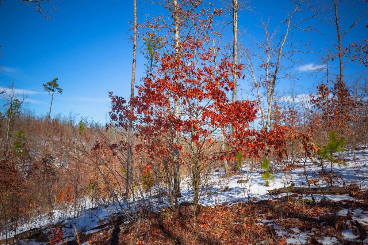 Decorative background for Sleepy Hollow Phase I Tract 26 image 7