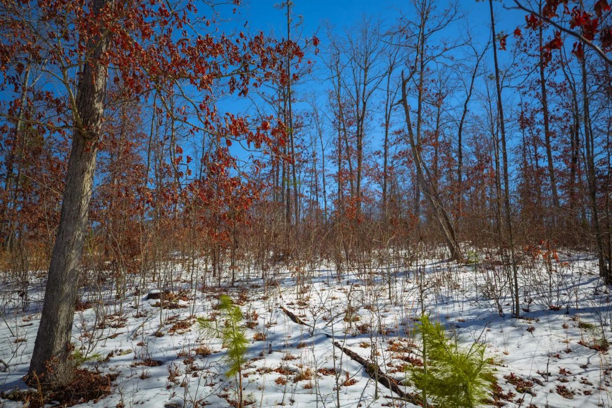Decorative background for Sleepy Hollow Phase I Tract 26 image 8
