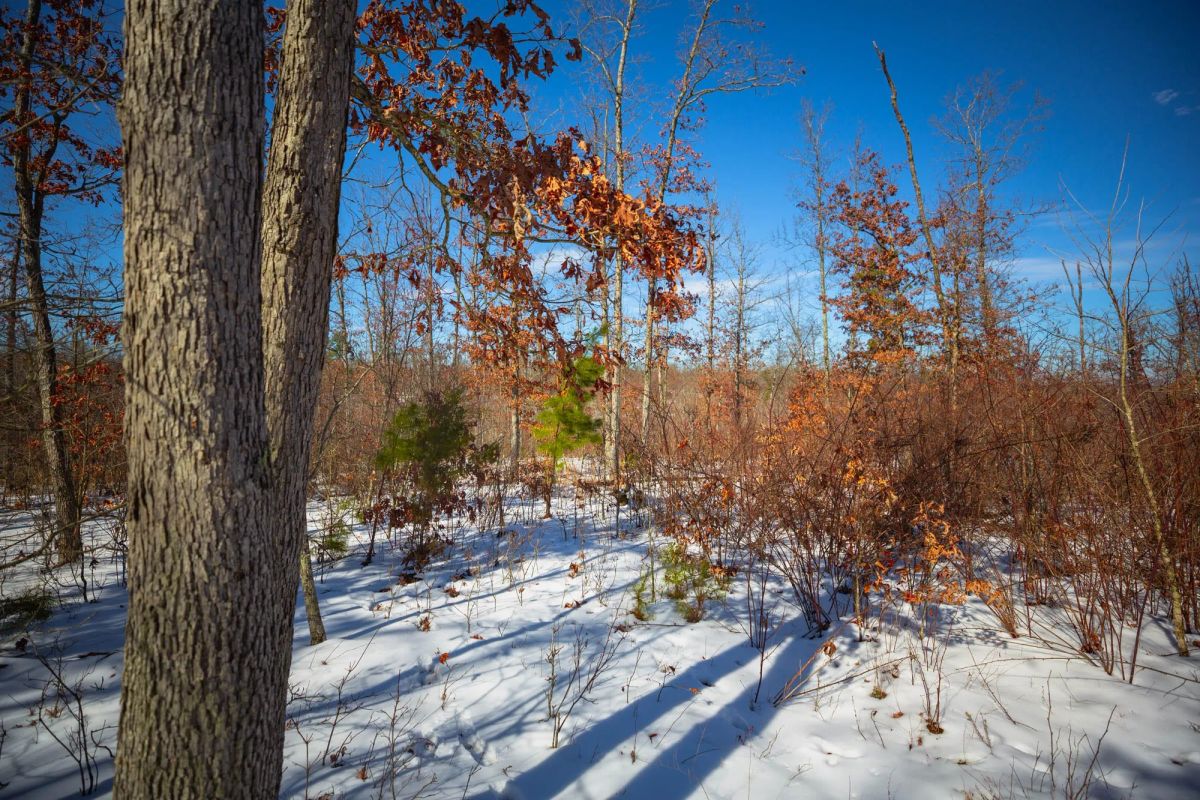 Decorative background for Sleepy Hollow Phase I Tract 26 image 9