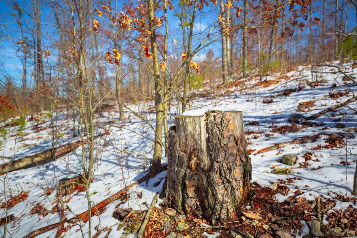 Decorative background for Sleepy Hollow Phase I Tract 26 image 10