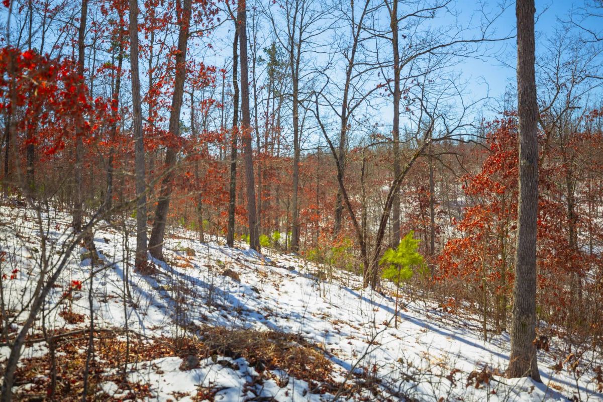 Decorative background for Sleepy Hollow Phase I Tract 26 image 12