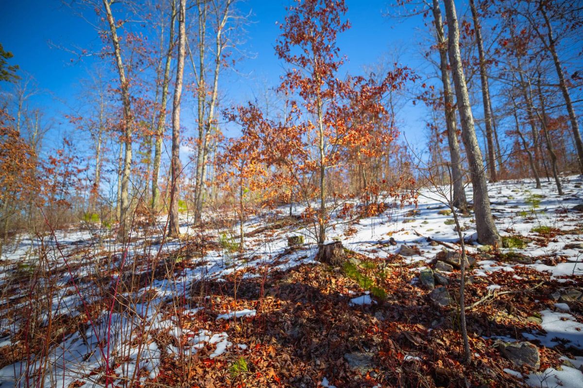 Decorative background for Sleepy Hollow Phase I Tract 26 image 13