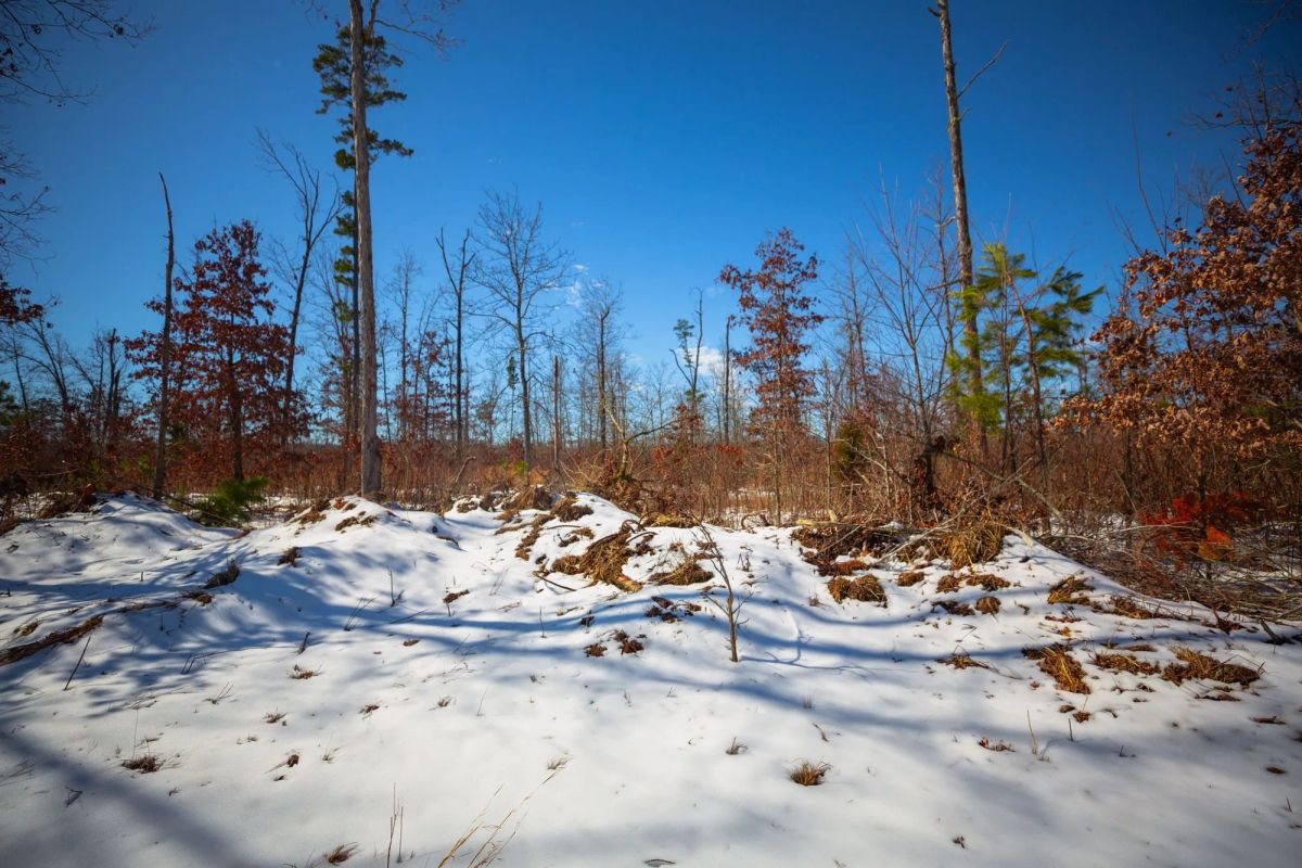 Decorative background for Sleepy Hollow Phase I Tract 26 image 15