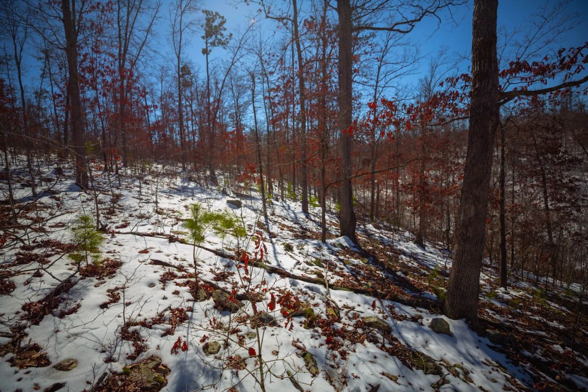 Decorative background for Sleepy Hollow Phase I Tract 26 image 17