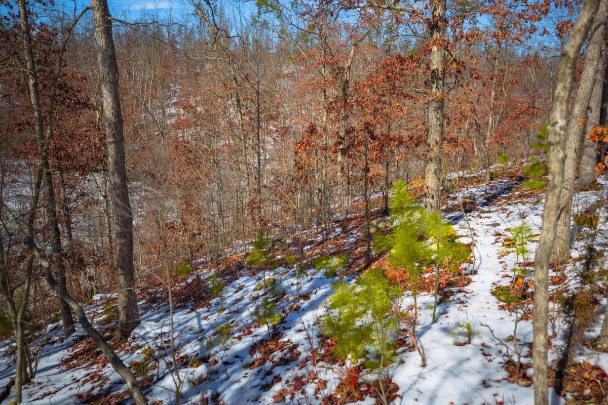 Decorative background for Sleepy Hollow Phase I Tract 26 image 21