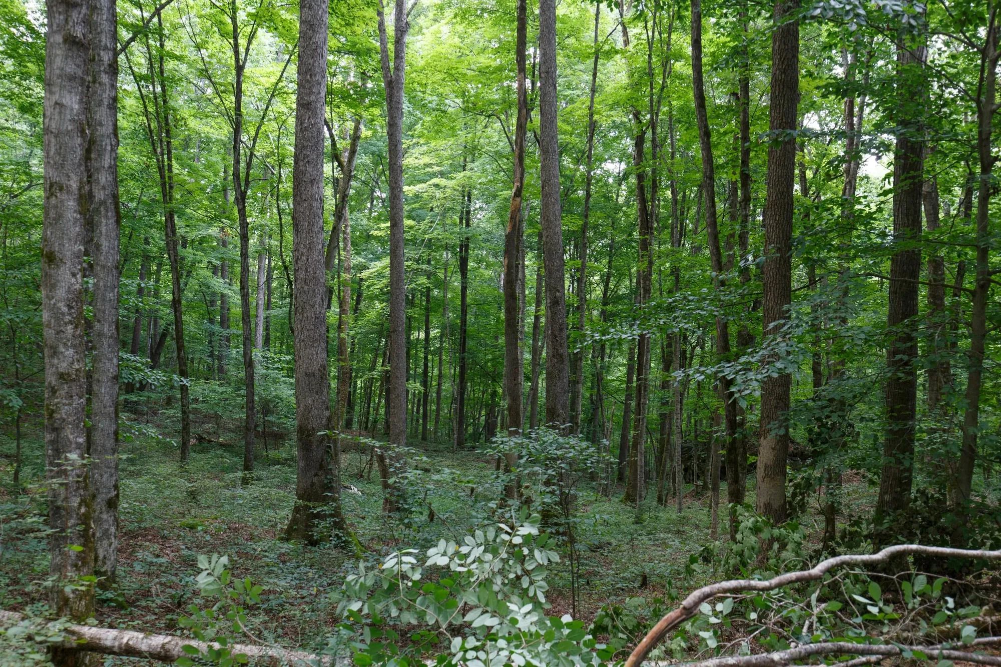 Rolling Hills Tract 11 in Wayne County, KY
