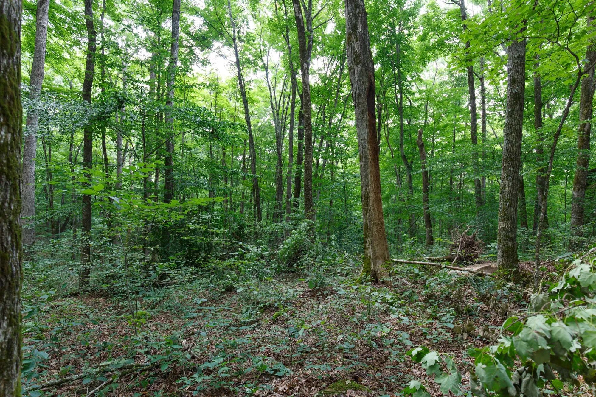 Rolling Hills Tract 11 in Wayne County, KY