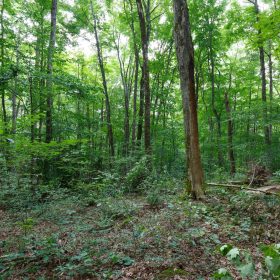 Rolling Hills Tract 11 in Wayne County, KY