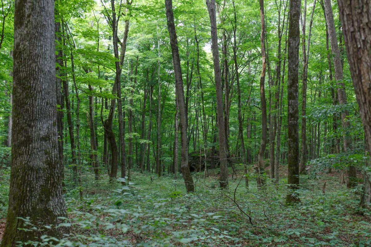 Decorative background for Rolling Hills Tract 11 image 6