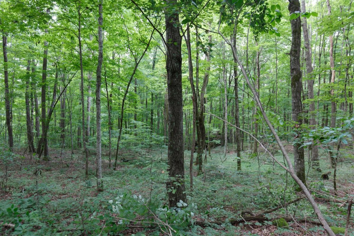 Decorative background for Rolling Hills Tract 11 image 7