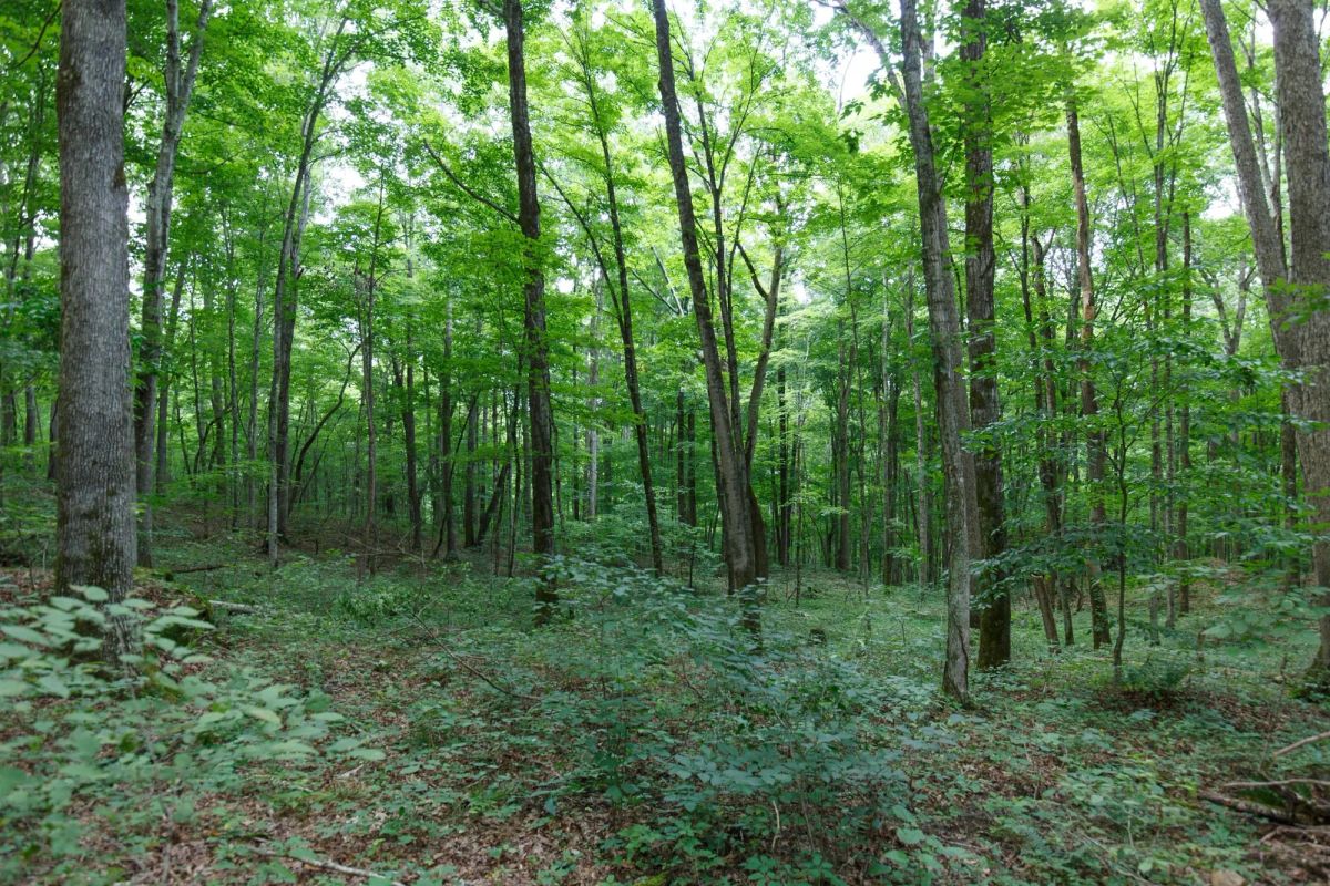 Decorative background for Rolling Hills Tract 11 image 8
