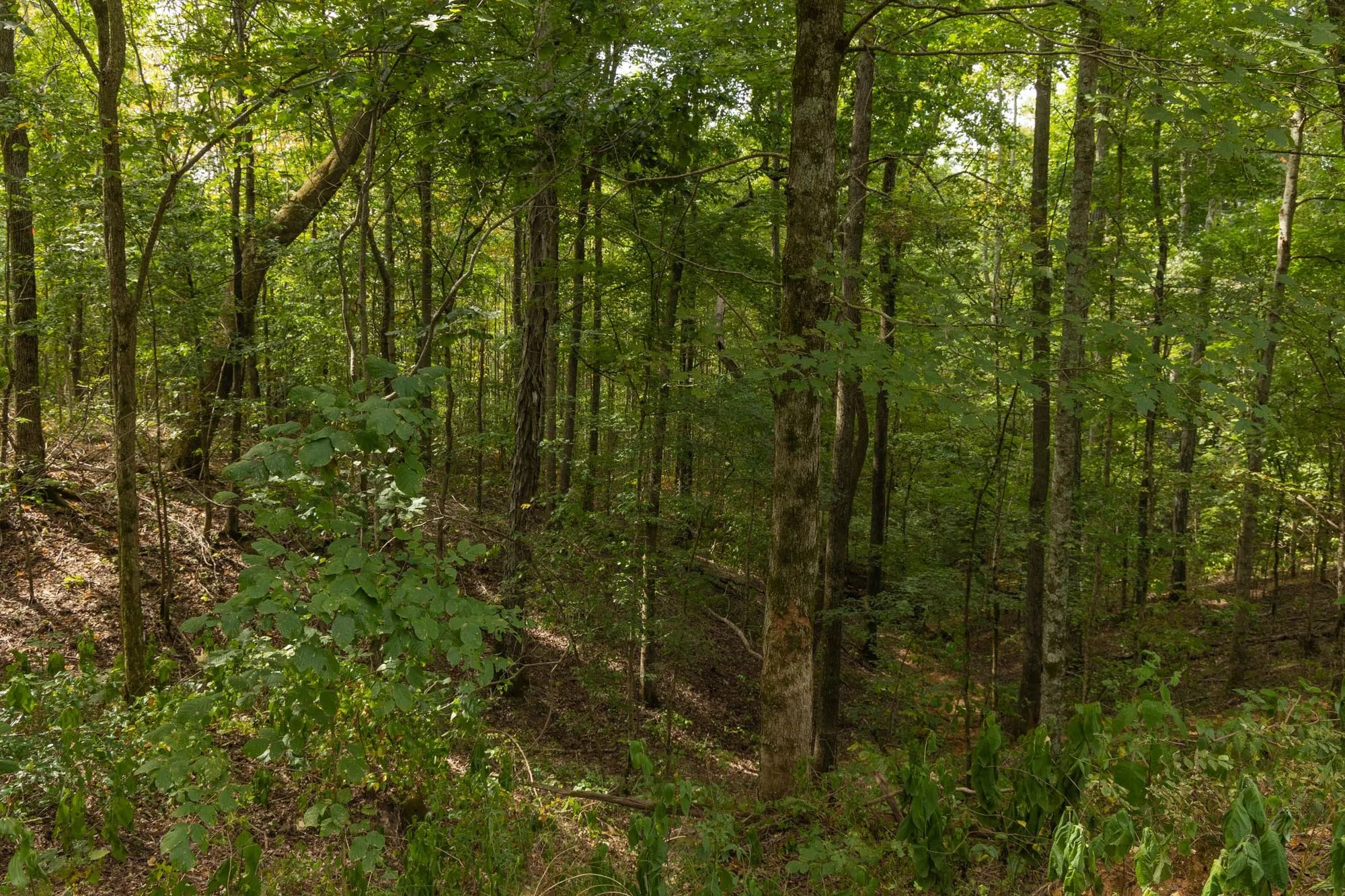 Big White Oak Tract 60 in Perry County, TN