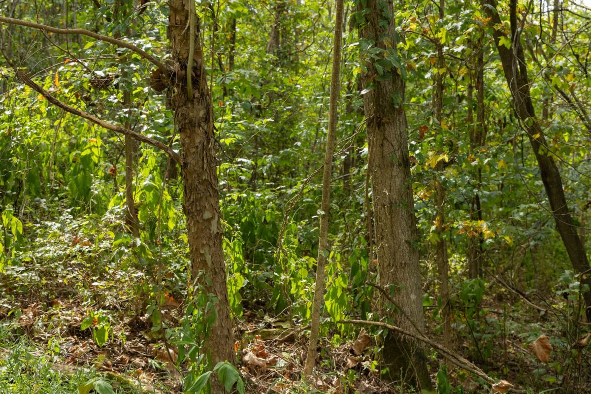 Big White Oak Tract 60 - Image 3