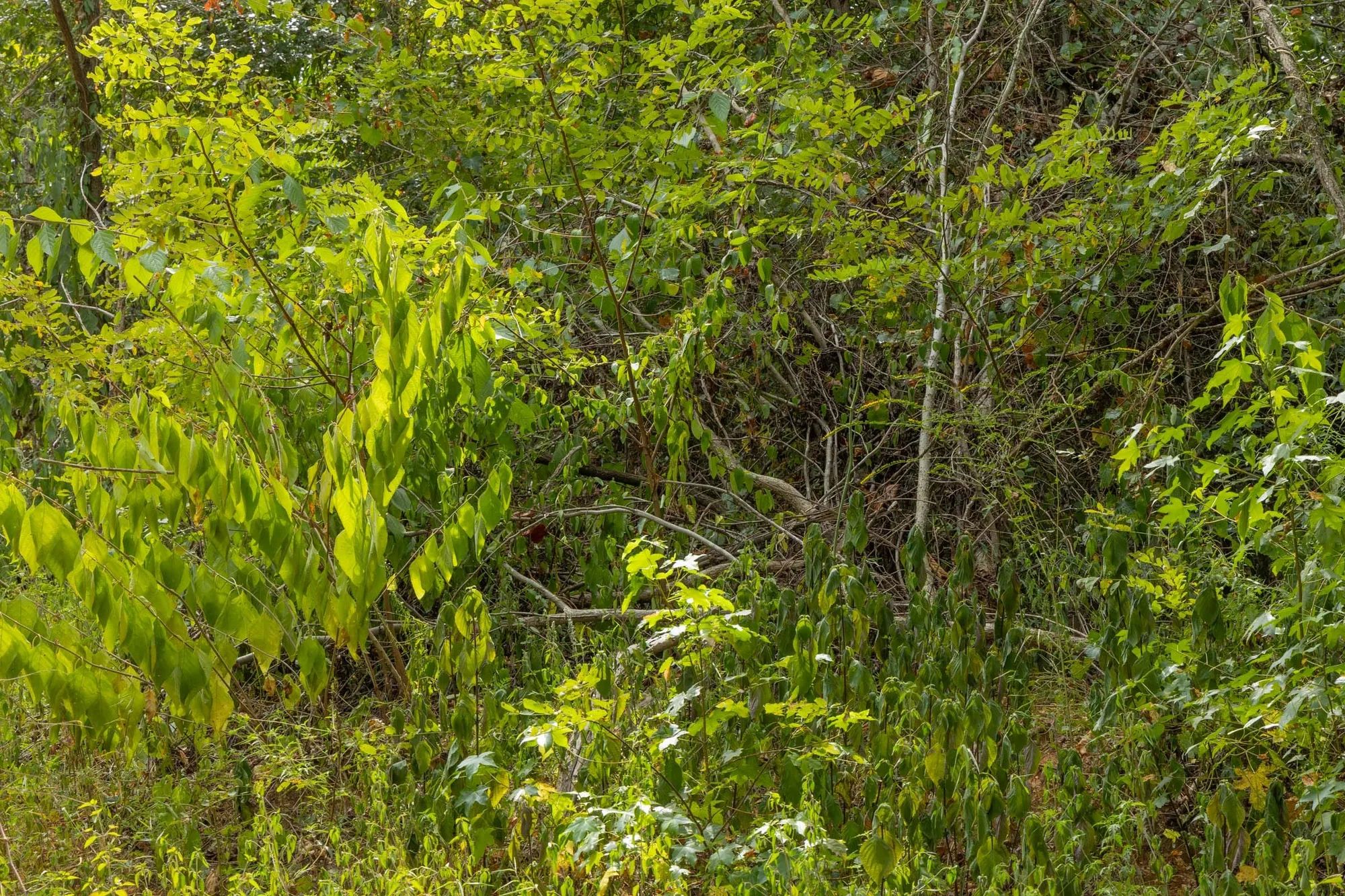 Big White Oak Tract 60 in Perry County, TN