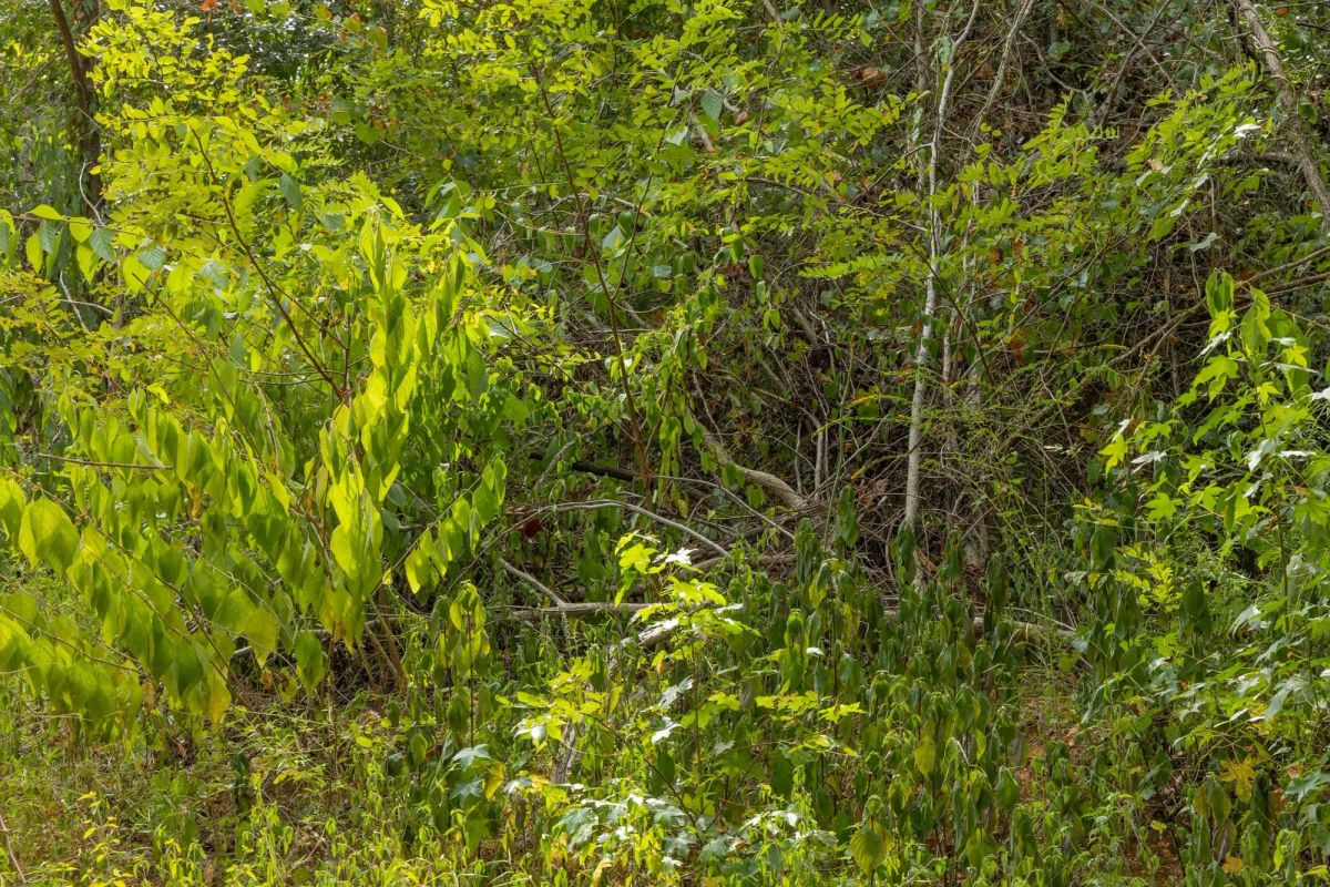 Big White Oak Tract 60 - Image 4