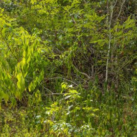 Big White Oak Tract 60 in Perry County, TN