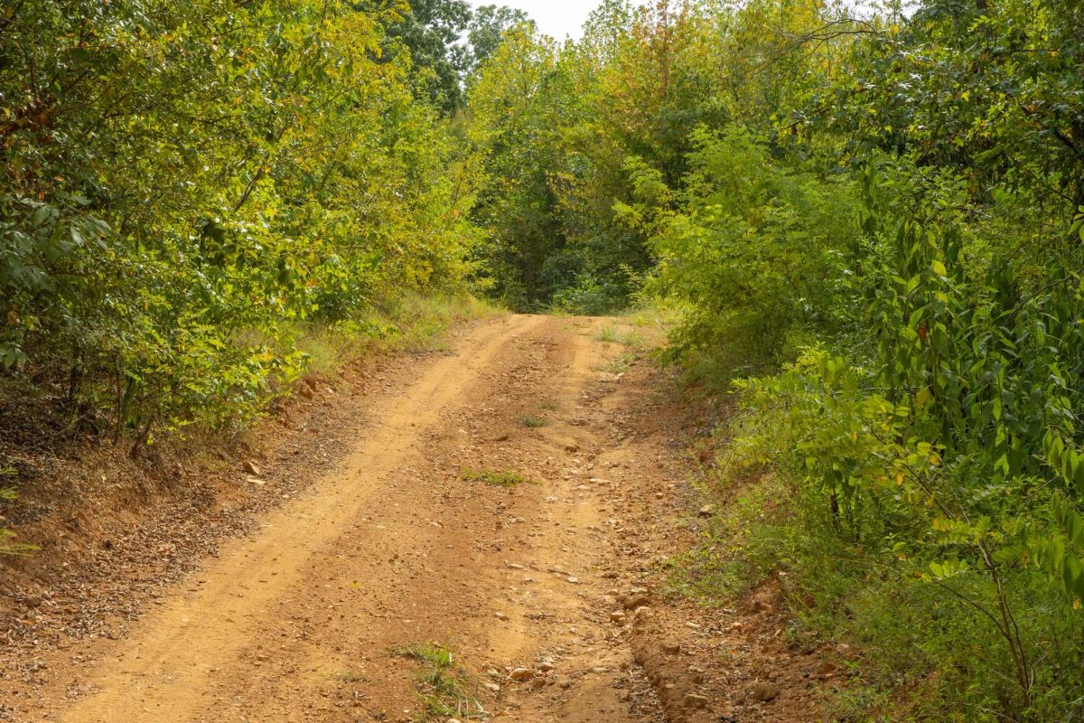 Decorative background for Big White Oak Tract 60 image 5