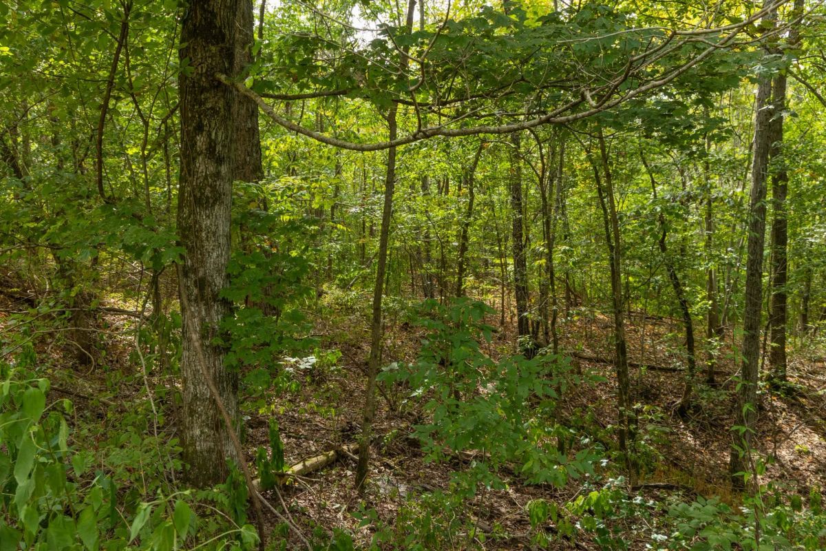 Decorative background for Big White Oak Tract 60 image 6