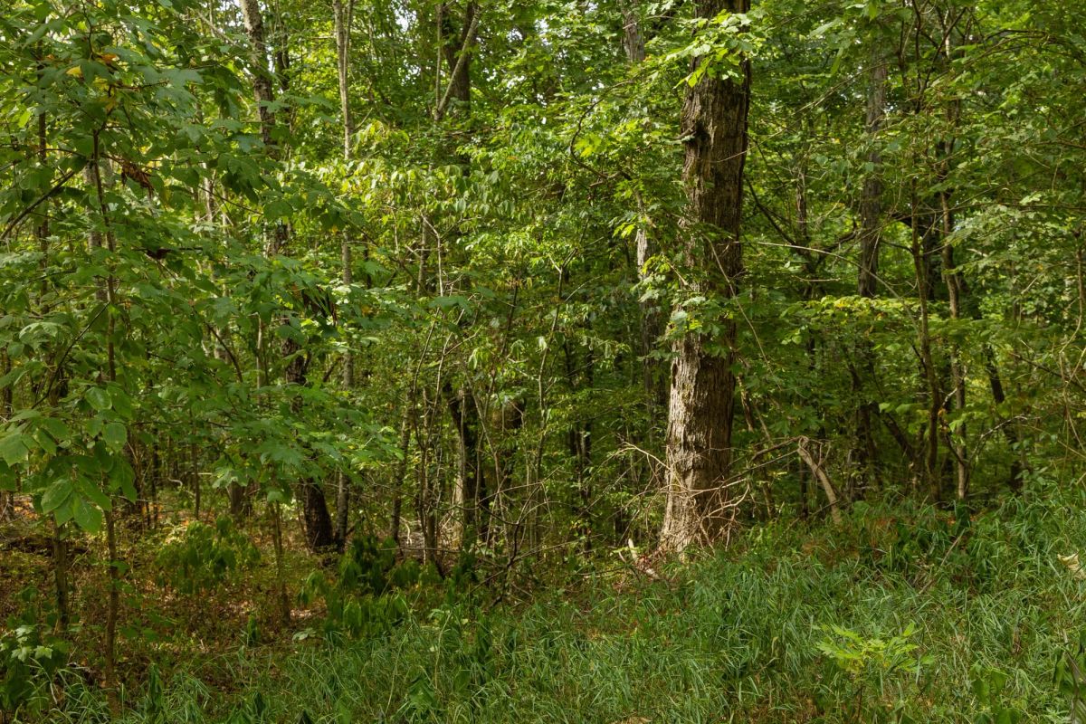 Decorative background for Big White Oak Tract 60 image 8