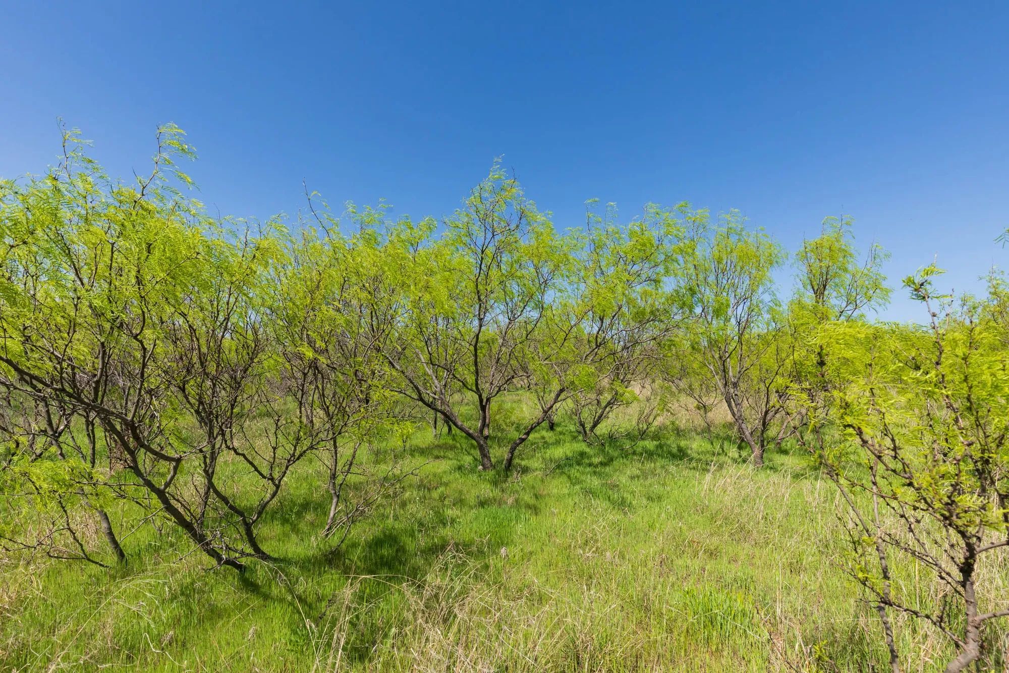 Hackberry Fields Tract 19 in Greer County, OK