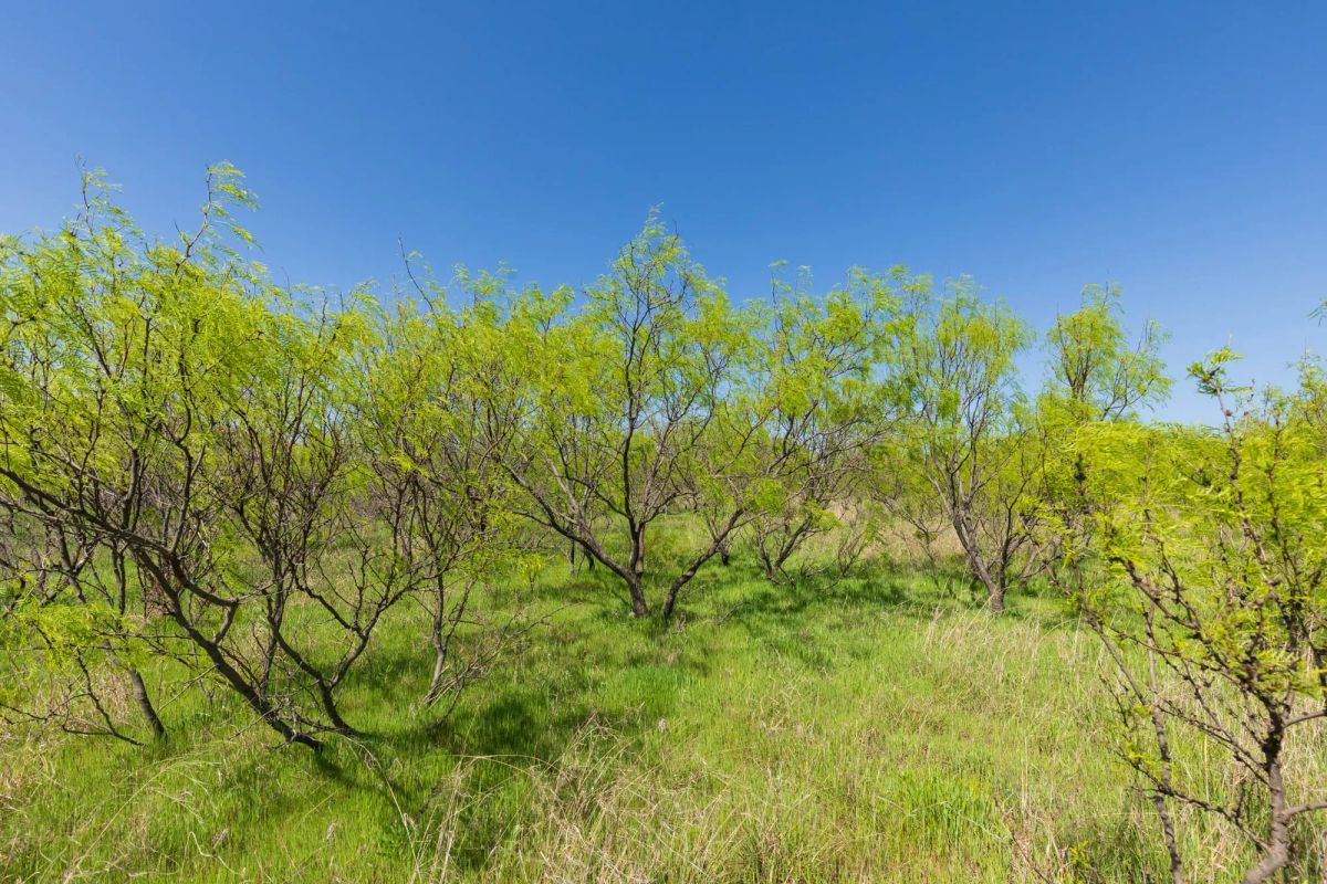 Hackberry Fields Tract 19 - Image 4