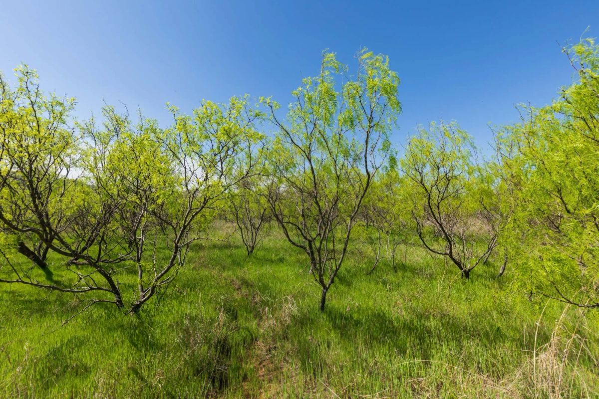 Decorative background for Hackberry Fields Tract 19 image 8