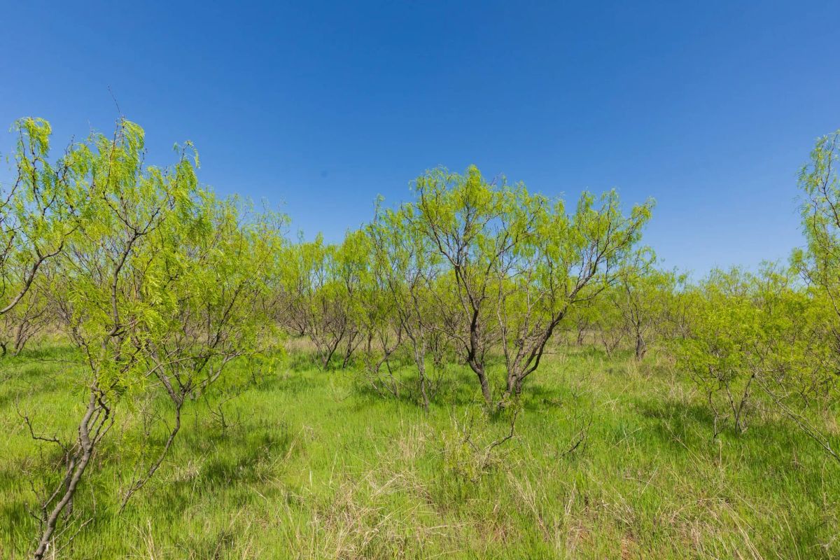 Decorative background for Hackberry Fields Tract 19 image 10