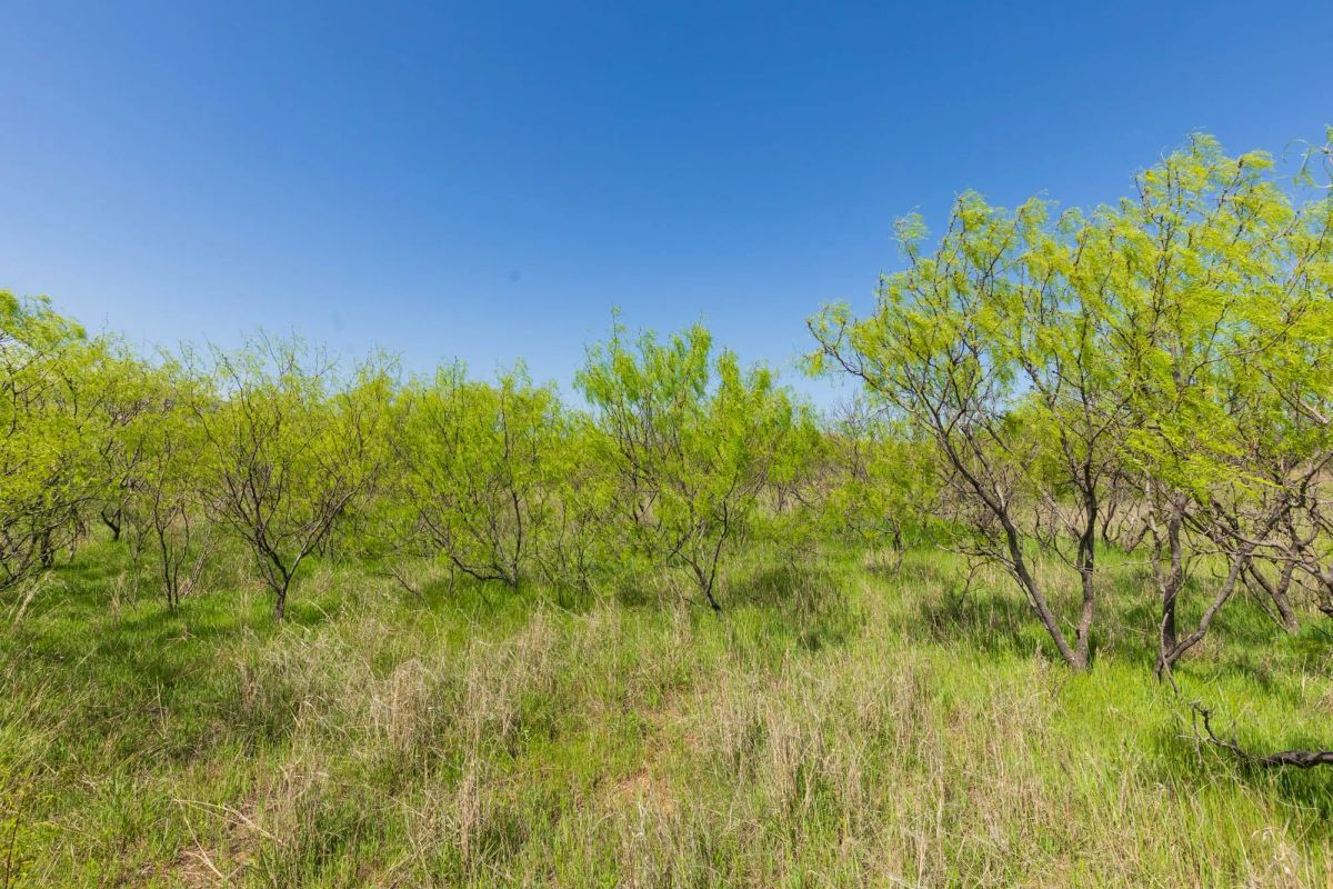 Decorative background for Hackberry Fields Tract 19 image 16