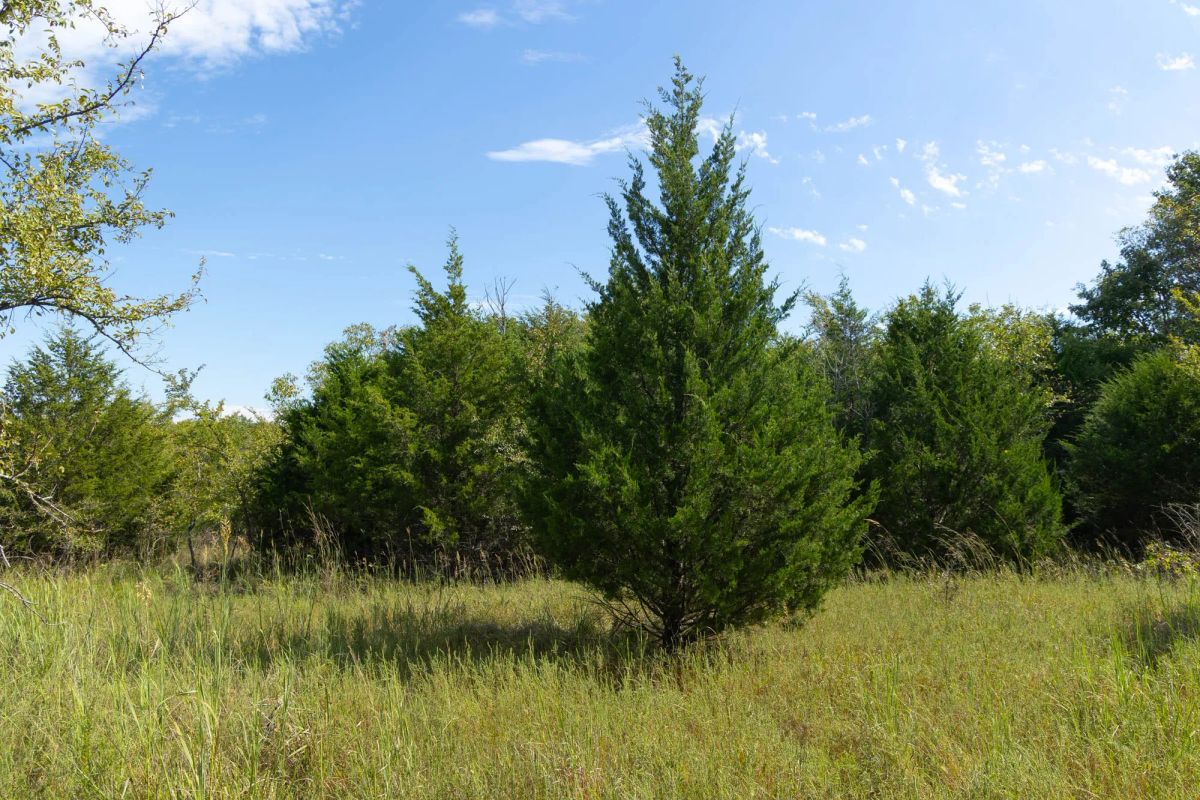 Decorative background for Reserves At Cattail Cove Phase II Tract 95 image 6