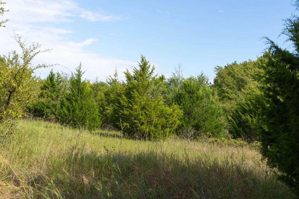 Decorative background for Reserves At Cattail Cove Phase II Tract 95 image 11