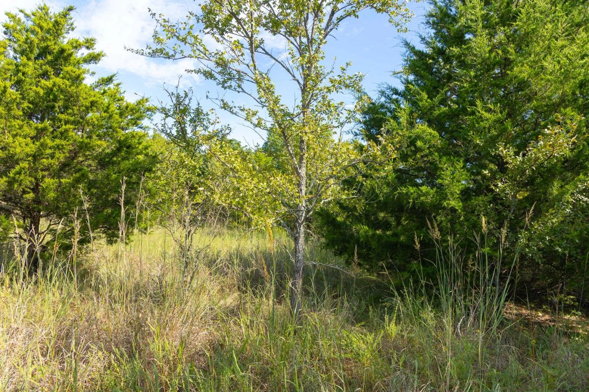 Decorative background for Reserves At Cattail Cove Phase II Tract 95 image 17