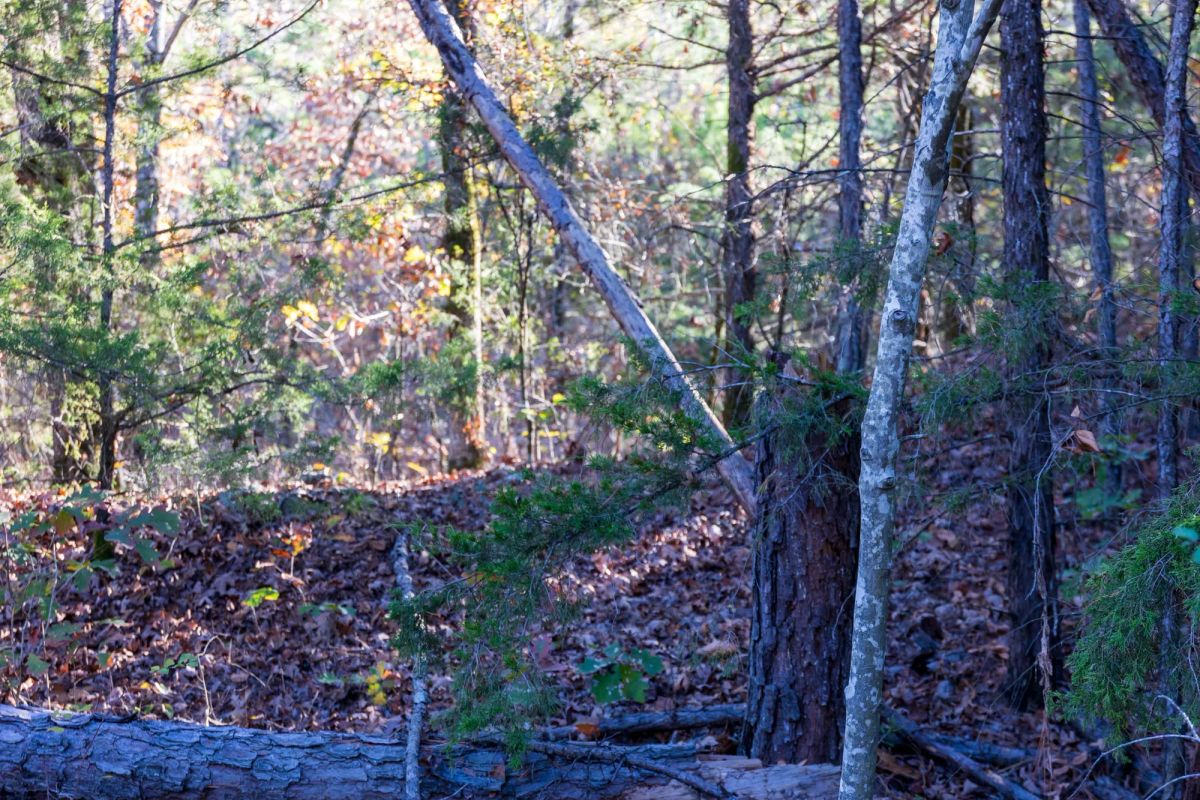 Decorative background for Stone Bridge Reserve Tract 29 image 5