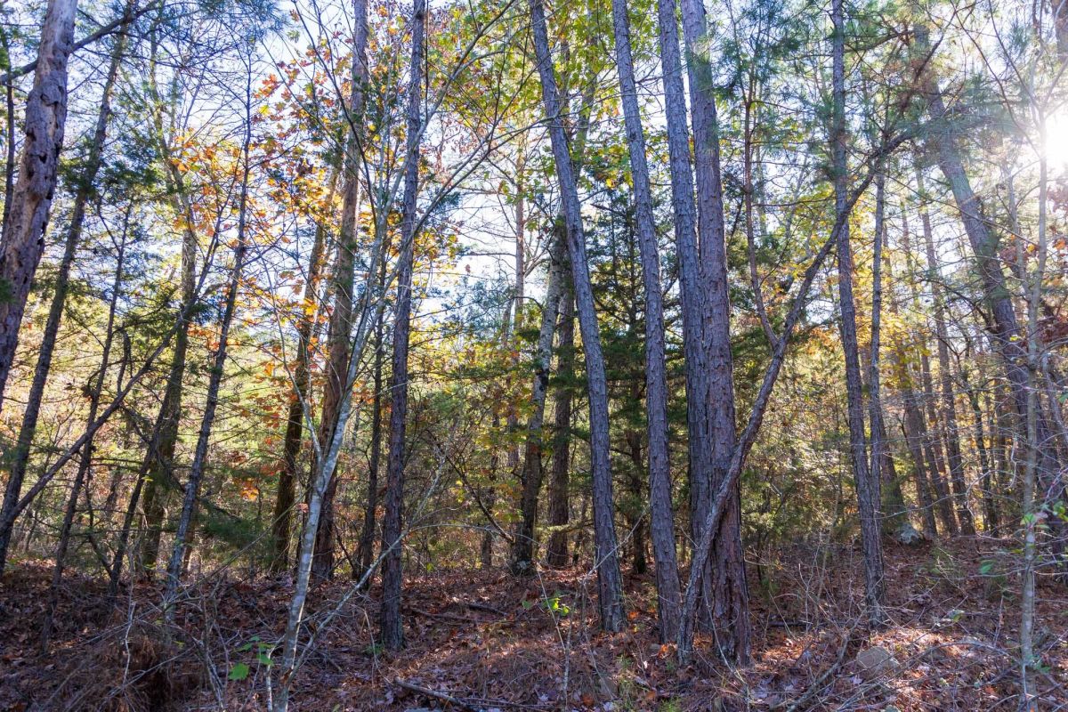 Decorative background for Stone Bridge Reserve Tract 29 image 6