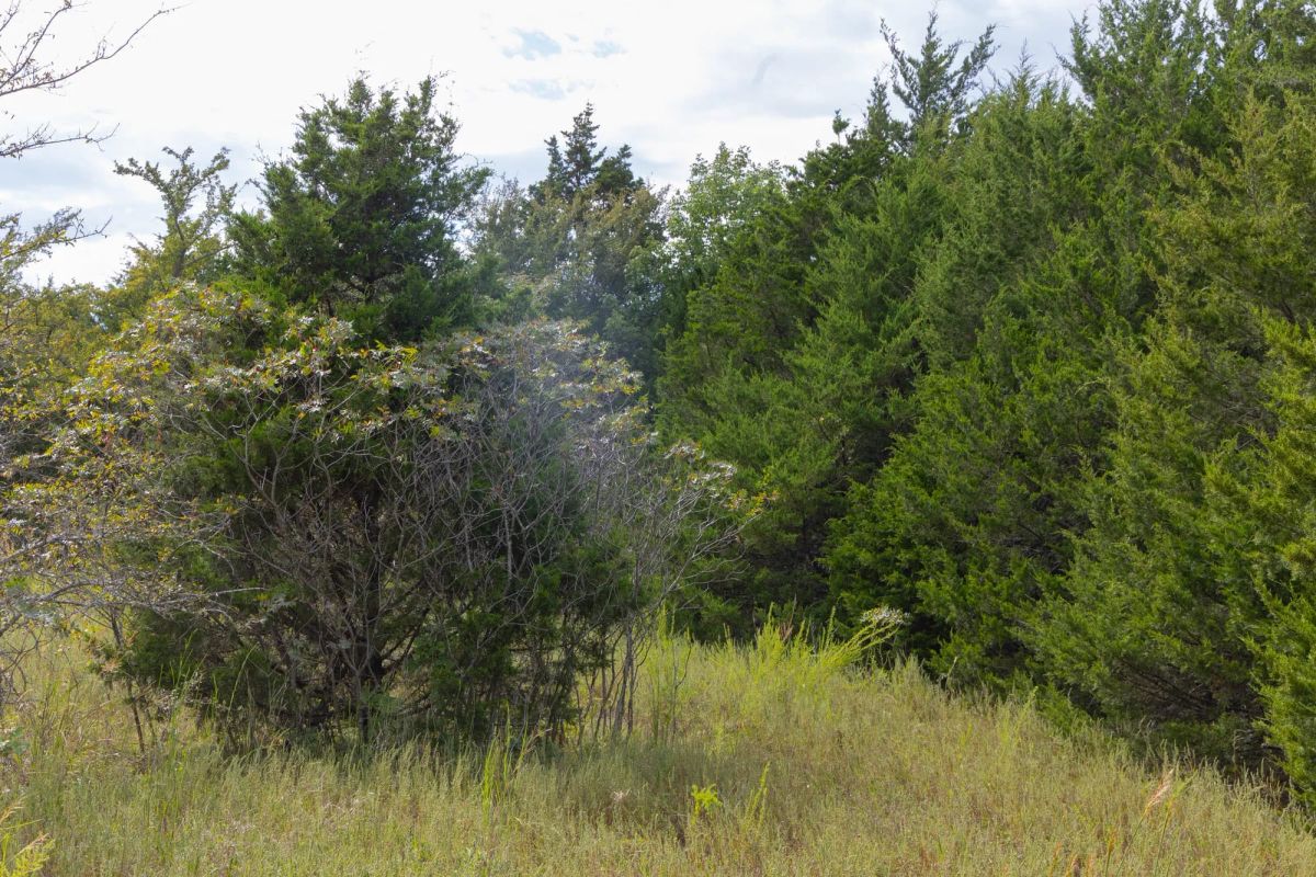 Decorative background for Reserves At Cattail Cove Phase II Tract 61 image 5
