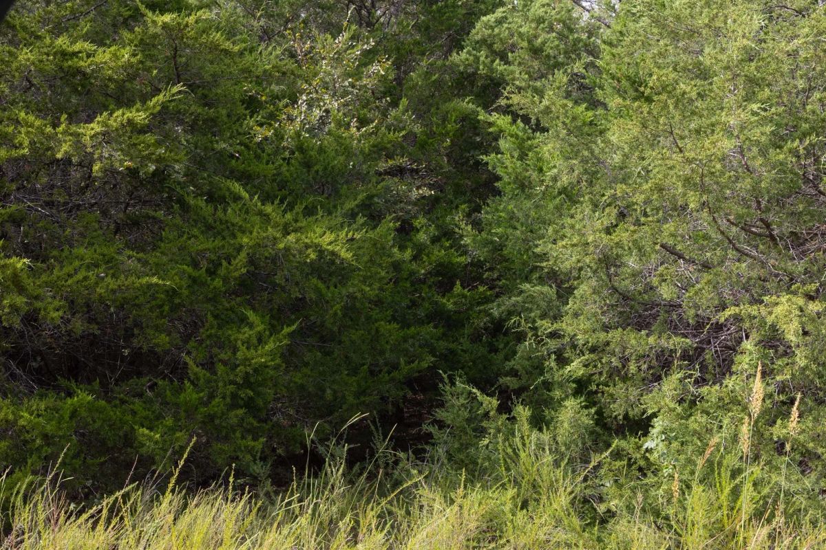 Decorative background for Reserves At Cattail Cove Phase II Tract 61 image 6
