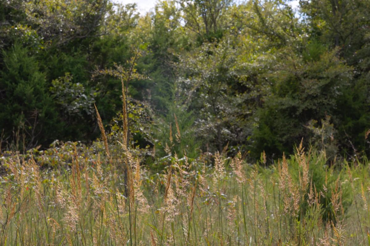 Decorative background for Reserves At Cattail Cove Phase II Tract 61 image 7