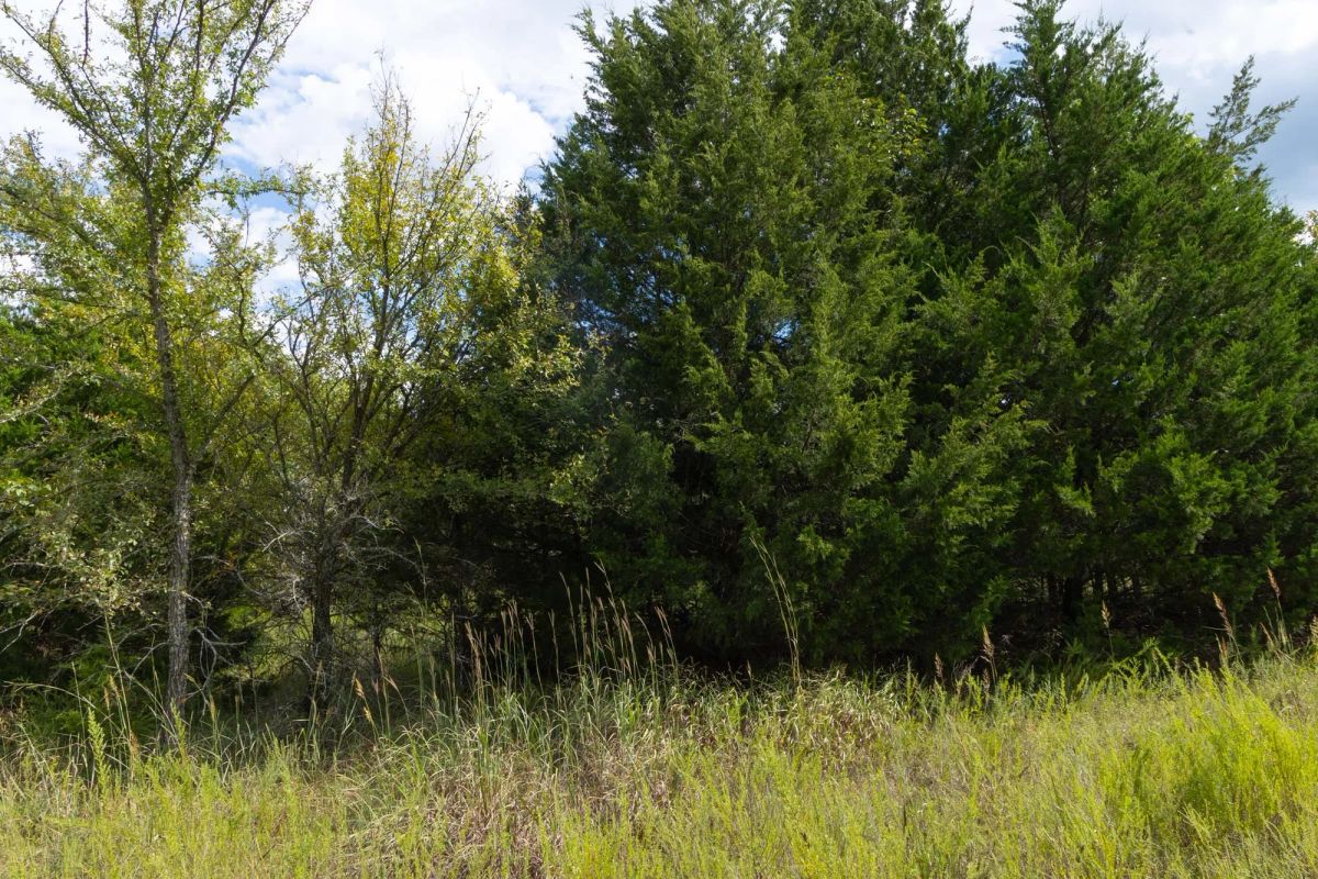 Decorative background for Reserves At Cattail Cove Phase II Tract 61 image 9