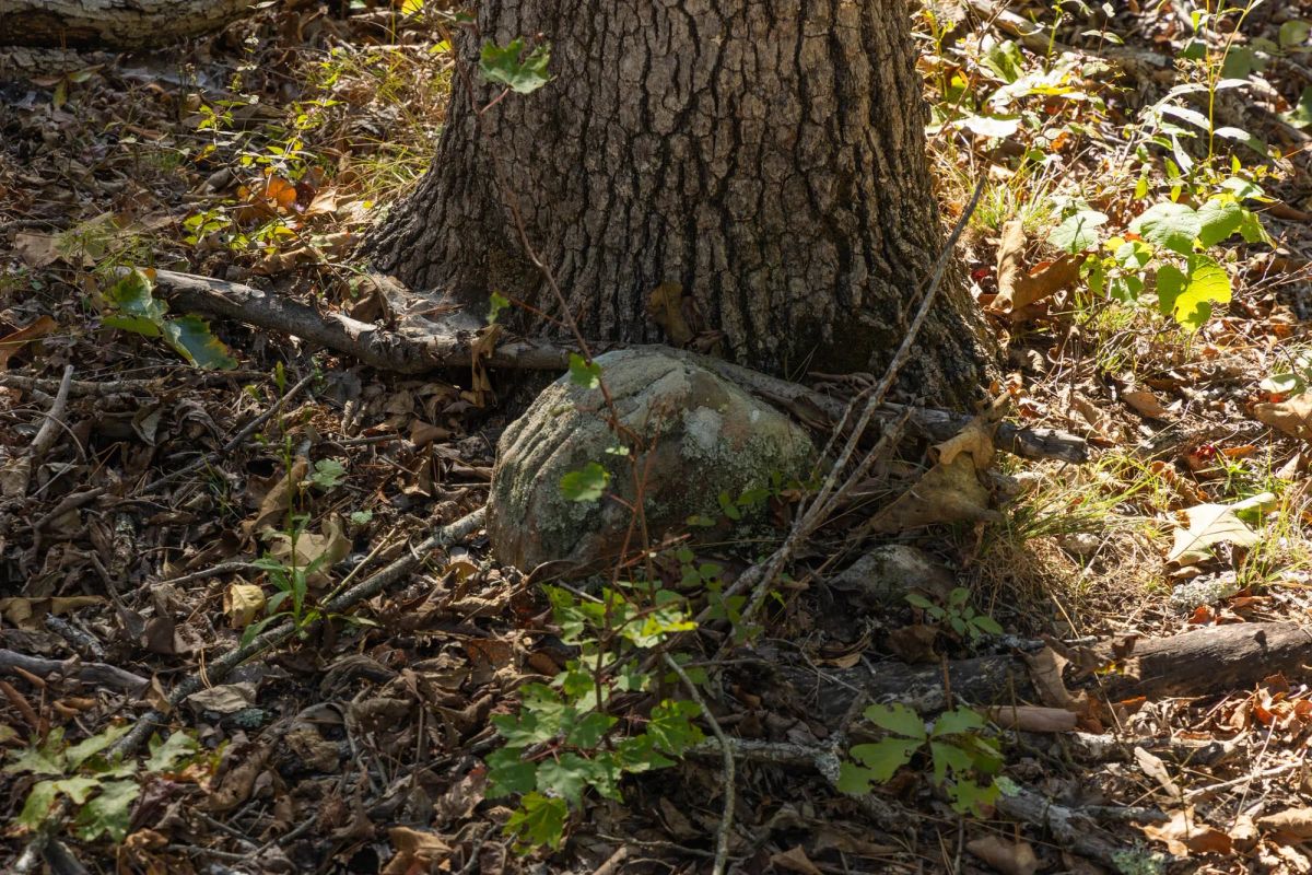 Fox Hollow Tract 6 - Image 2