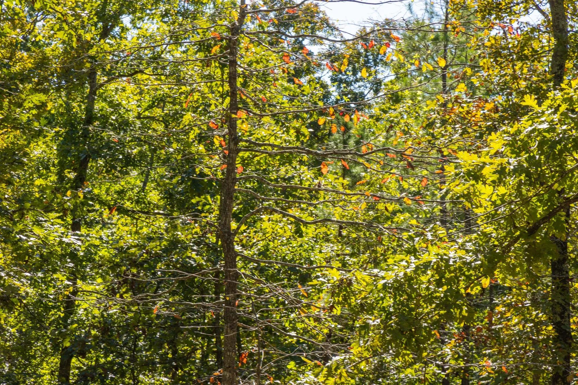 Fox Hollow Tract 6 in Reynolds County, MO