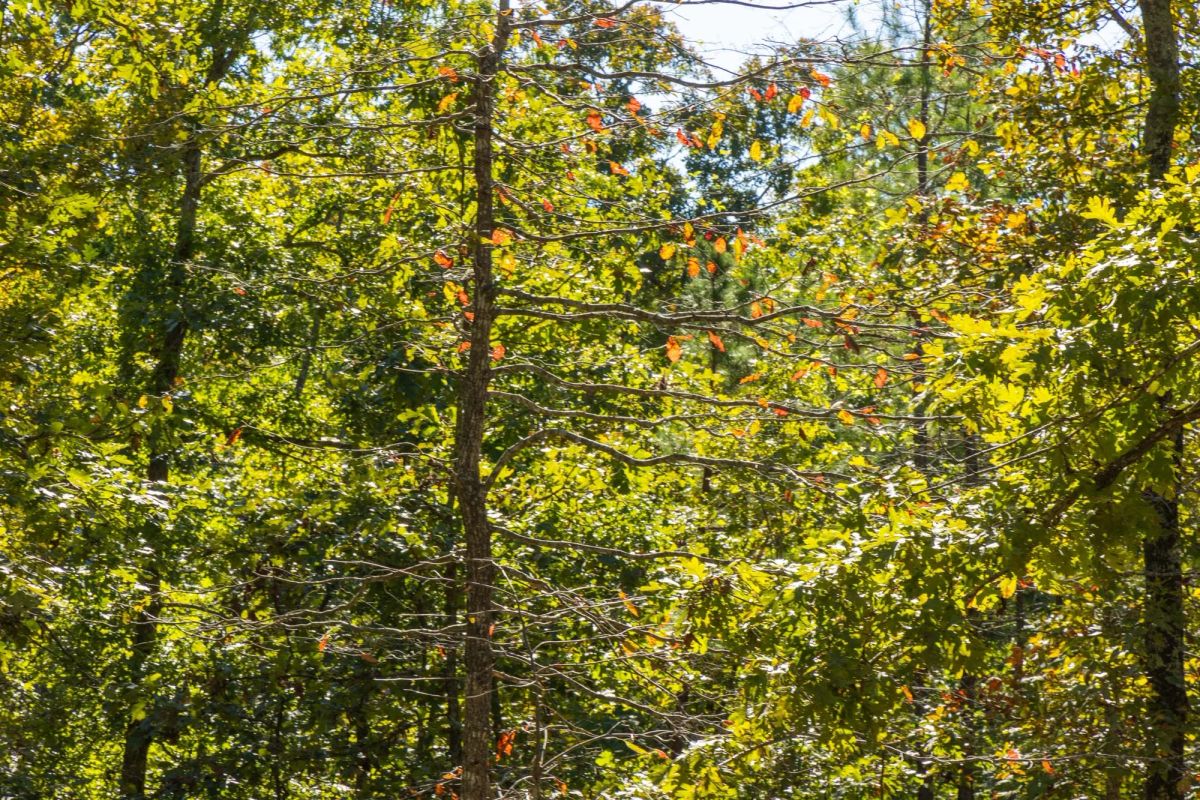 Fox Hollow Tract 6 - Image 3