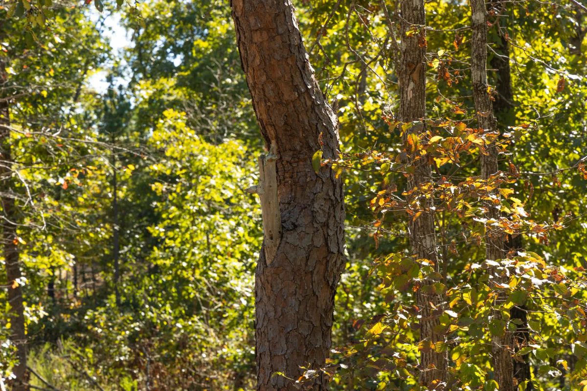 Fox Hollow Tract 6 - Image 4