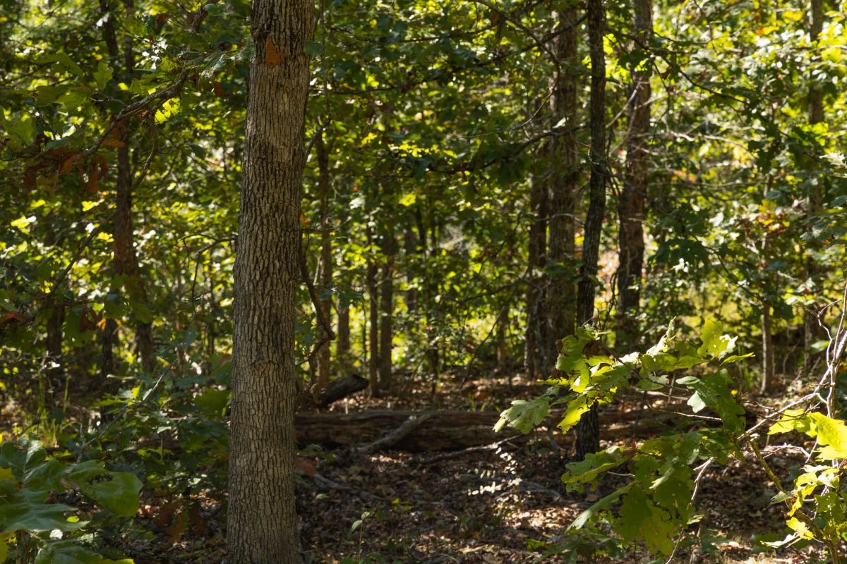 Decorative background for Fox Hollow Tract 6 image 5