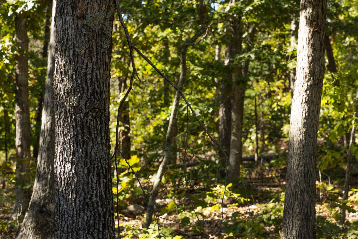 Decorative background for Fox Hollow Tract 6 image 7