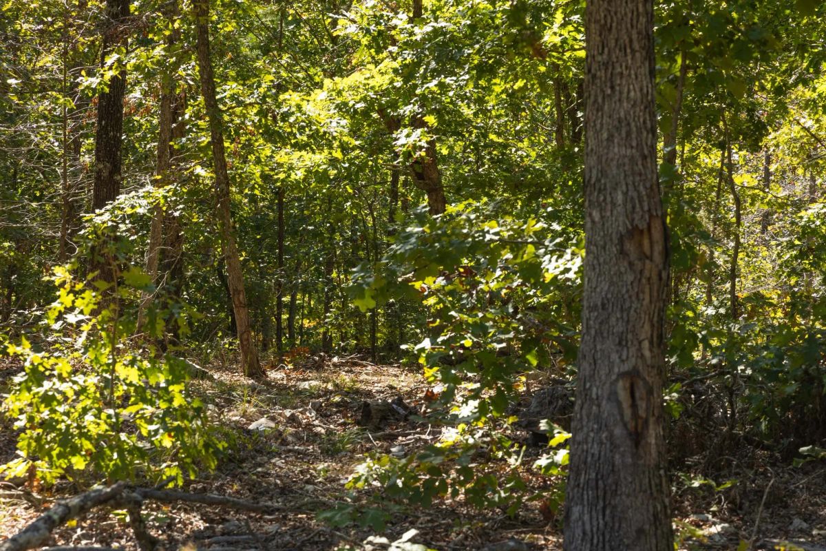 Decorative background for Fox Hollow Tract 6 image 8