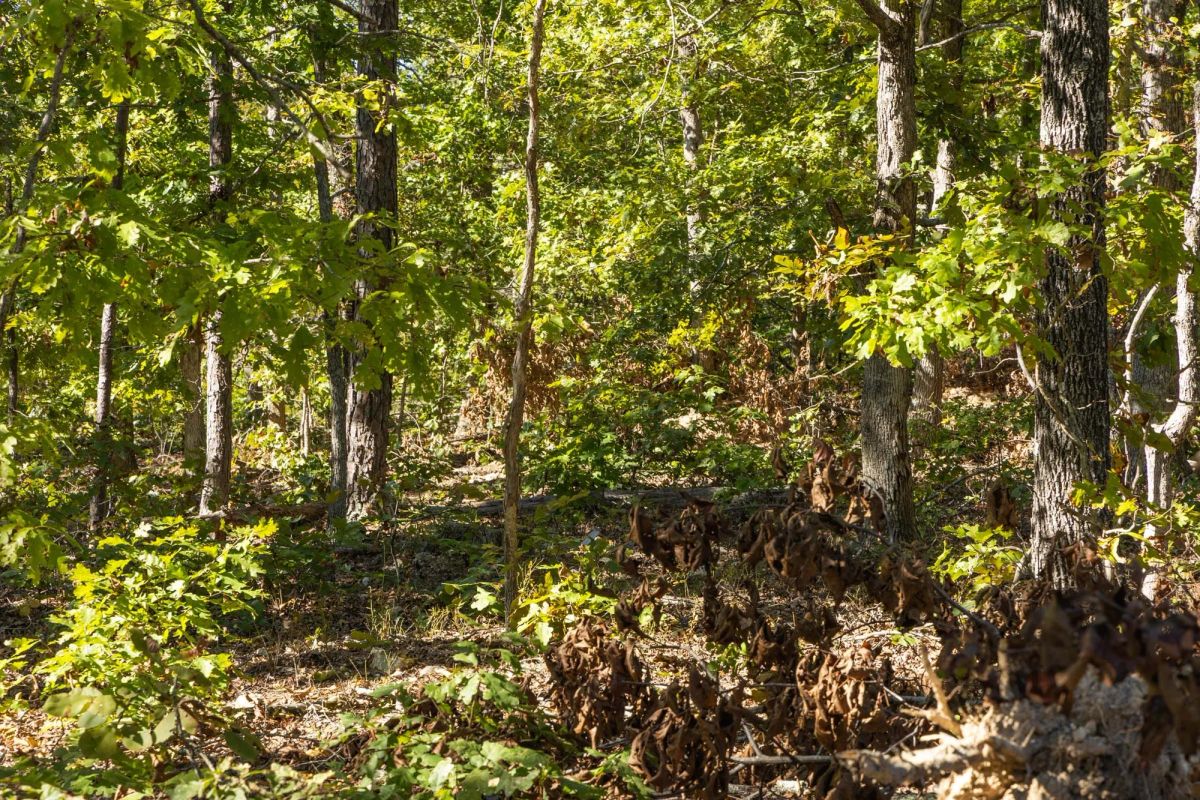 Decorative background for Fox Hollow Tract 6 image 9